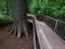 Trail of the Cedars - Glacier NP