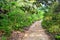 Trail in Chiapas, Mexico