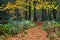 Trail through a colourful forest in autumn