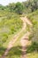 Trail in Cork tree forest and Esteva flowers Santiago do Cacem