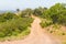 Trail in Cork tree forest and Esteva flowers Santiago do Cacem