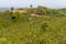 Trail in Cork tree forest and Esteva flowers Santiago do Cacem