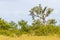 Trail with Cork tree forest and Esteva flowers in Vale Seco, San