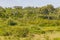 Trail with Cork tree forest and Esteva flowers in Vale Seco, San