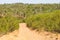 Trail with Cork tree forest and Esteva flowers in Vale Seco, San