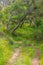 Trail in Cork tree forest in Santiago do Cacem