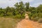 Trail in Cork tree forest Santiago do Cacem