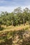 Trail in Cork tree forest Santiago do Cacem