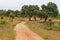 Trail in Cork tree forest Santiago do Cacem