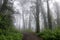 Trail crossing Blue Gum Eucalyptus Forest in Summer Fog. Mount Davidson, San Francisco, California, USA