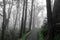 Trail crossing Eucalyptus Forest in Summer Fog. Mount Davidson, San Francisco, California, USA