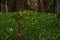 Trail Cuts Through Corn Lilies in Yosemite