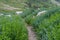 Trail Cuts Through Green Mertensia Wildflowers