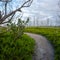 Trail Cuts Through Pickleweed