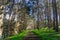 Trail in a Cypress trees forest, Fitzgerald Marine Reserve, Moss Beach, California