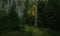 Trail in dark pine tree forest. Sunset light shines on one tree.