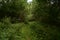 Trail. Dense mixed woodland. Green grass. In the shade of tree branches