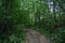 Trail. Dense mixed woodland. Green grass. In the shade of tree branches