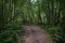 Trail. Dense mixed woodland. Green grass. In the shade of tree branches