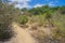 Trail through Desert Brush