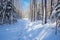 trail disappearing into thick, snowy, winter woods