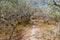 Trail in a dry forest in Machalilla National Park