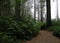 Trail at the edge of the Redwoods