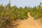 Trail with Esteva flowers and pines in Vale Seco, Santiago do Ca