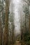 Trail through an eucalyptus forest engulfed in fog, San Pedro Valley County Park, San Francisco bay area, California