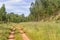Trail in Eucalyptus forest Santiago do Cacem