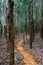 A trail through Eucalyptus trees