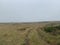 Trail in a field on a gloomy day