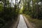 Trail, footpath, country road, pathway, alley, lane in Hong Kong forest as background