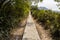 Trail, footpath, country road, pathway, alley, lane in Hong Kong forest as background