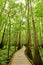 Trail in the forest