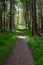 Trail through a forest