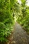 Trail in forest