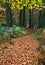 Trail through a forest in autumn