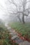 Trail in the forest with mysterious trees