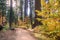 Trail through a forest painted in fall colors, Calaveras Big Trees State Park, California