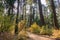 Trail through a forest painted in fall colors, Calaveras Big Trees State Park, California