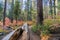 Trail through a forest painted in fall colors, Calaveras Big Trees State Park, California