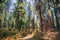 Trail through a forest painted in fall colors, Calaveras Big Trees State Park, California