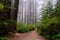 Trail in the forest, Redwood National Park, California USA