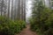 Trail in the forest, Redwood National Park, California USA