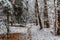 Trail in forest with snow and red autumnal leaves.First snow in December.Beautiful silence morning,tranquility,nobody.Snow covered