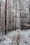 Trail in forest with snow and red autumnal leaves.First snow in December.Beautiful silence morning,tranquility,nobody.Snow covered