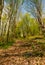 Trail through the forest in springtime