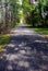 Trail Through Forest Sprinkled With Blossoms in Spring