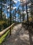 Trail in the forest on sunny day